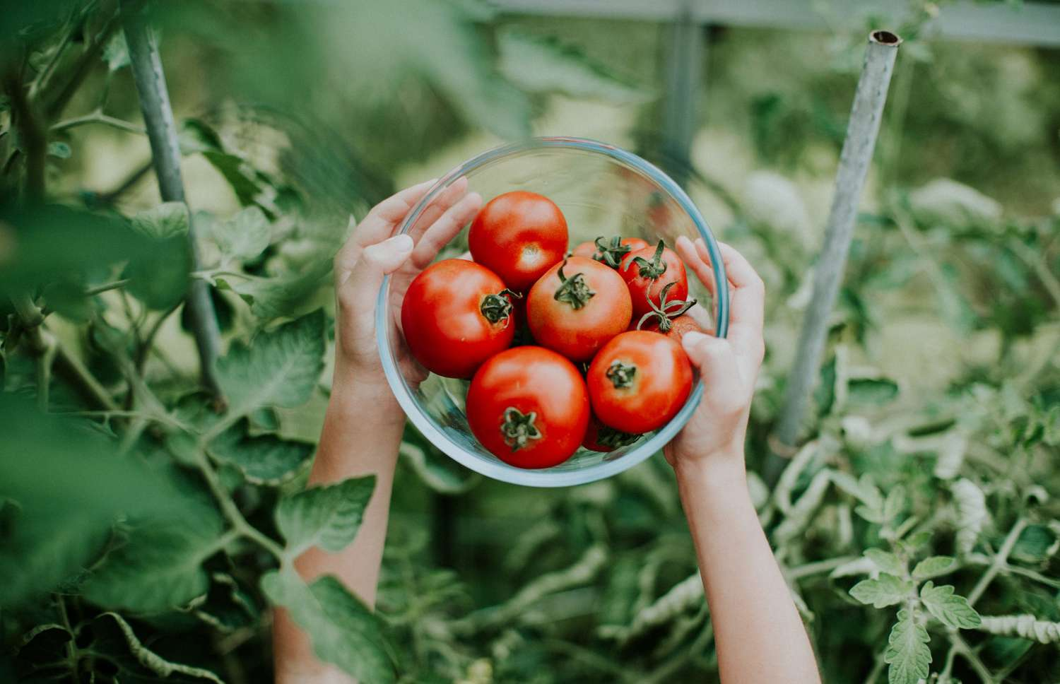 Tomato Plant Care